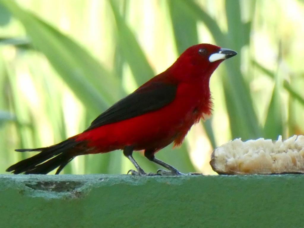 Pousada Mangue Seco Итаунас Экстерьер фото