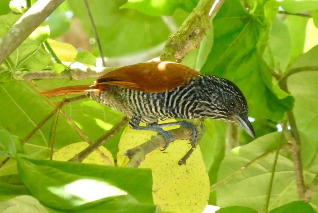 Pousada Mangue Seco Итаунас Экстерьер фото